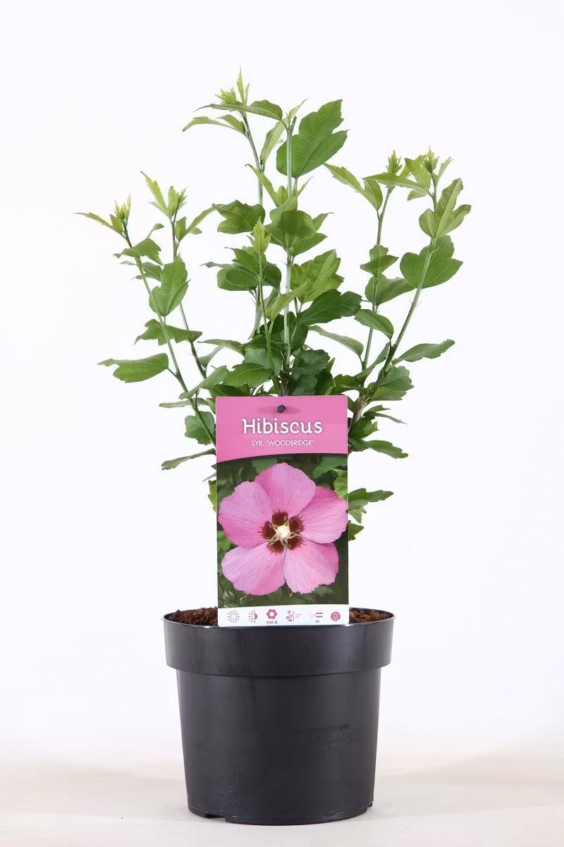 Hibiscus Syriacus/Frilandshibiskus - Woodbridge