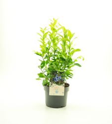 Vaccinium Corymbosum/Amerikanska Blåbär - Duke