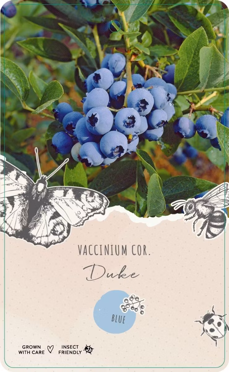 Vaccinium Corymbosum/Amerikanska Blåbär - Duke