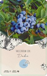 Vaccinium Corymbosum/Amerikanska Blåbär - Duke