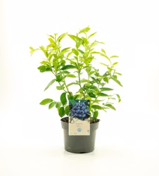 Vaccinium Corymbosum/Amerikanska Blåbär - Dixi