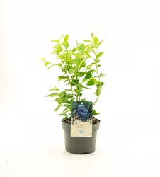 Vaccinium Corymbosum/Amerikanska Blåbär - Bluejay