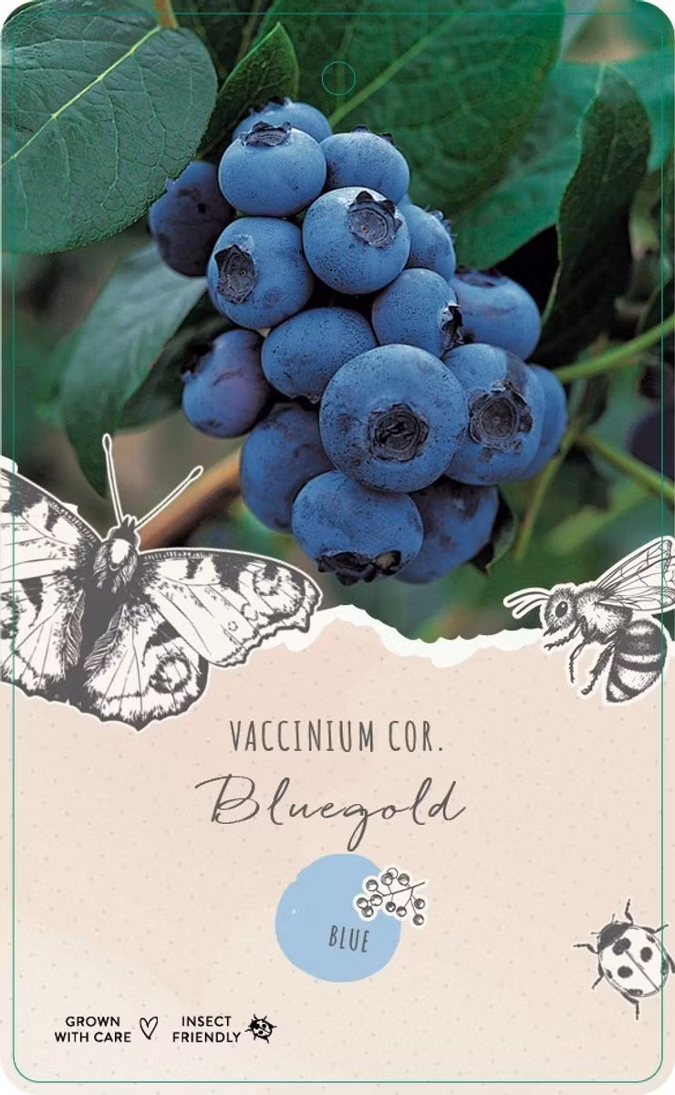 Vaccinium Corymbosum/Amerikanska Blåbär - Bluegold