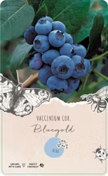 Vaccinium Corymbosum/Amerikanska Blåbär - Bluegold
