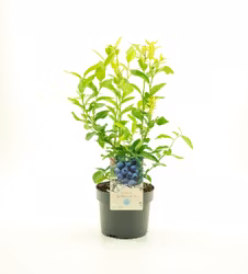 Vaccinium Corymbosum/Amerikanska Blåbär - Goldtraube 71