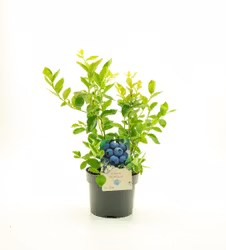 Vaccinium Corymbosum/Amerikanska Blåbär - Northland