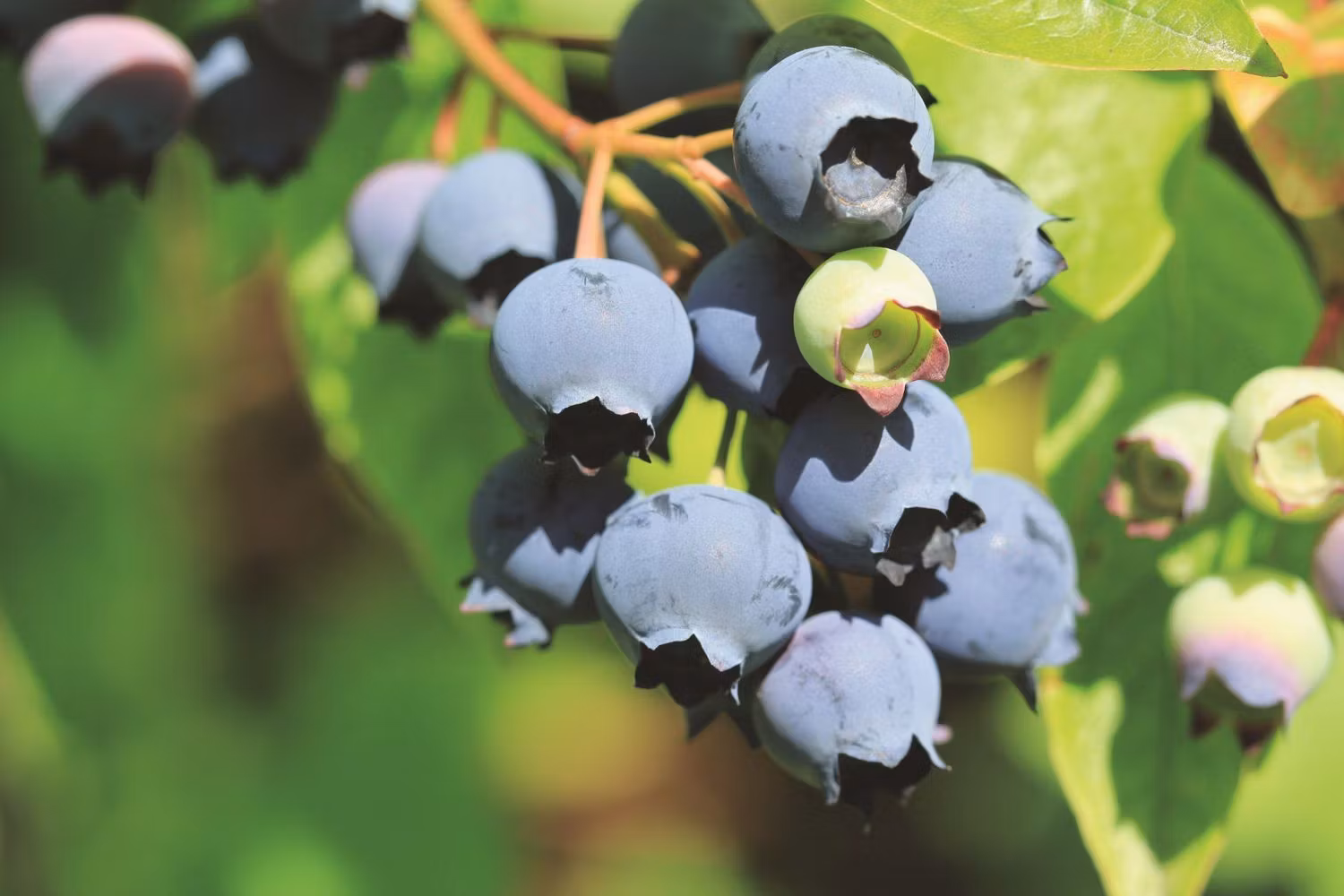Vaccinium Corymbosum/Amerikanska Blåbär - BlueCrop
