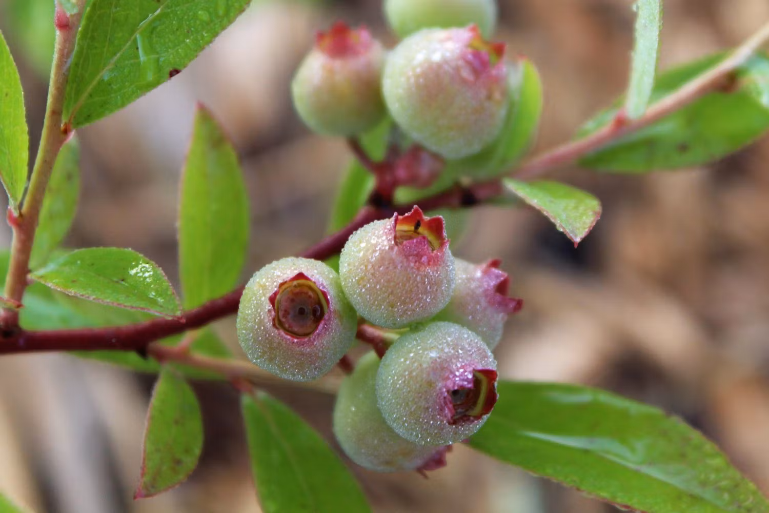 Vaccinium Corymbosum/Amerikanska Blåbär - Pink Lemonade