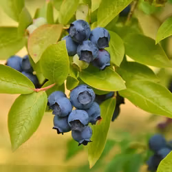 Vaccinium Corymbosum/Amerikanska Blåbär - Patriot