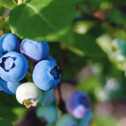 Vaccinium Corymbosum/Amerikanska Blåbär - Brigitta Blue