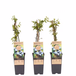 Vaccinium Corymbosum/Amerikanska Blåbär - BlueCrop