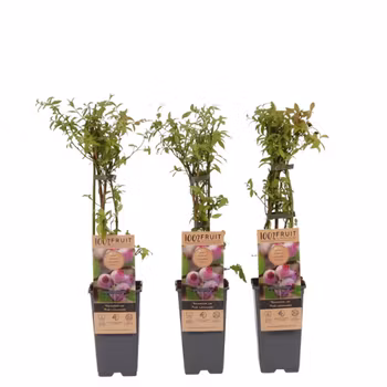 Vaccinium Corymbosum/Amerikanska Blåbär - Pink Lemonade