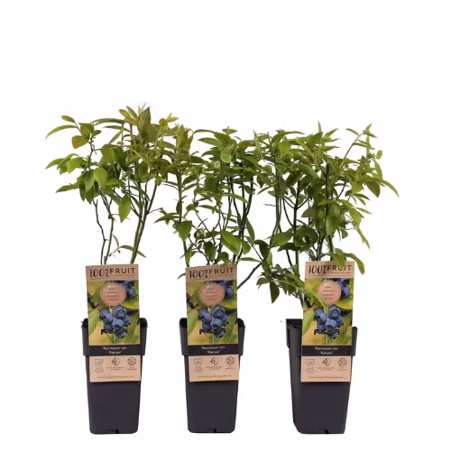 Vaccinium Corymbosum/Amerikanska Blåbär - Patriot