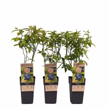 Vaccinium Corymbosum/Amerikanska Blåbär - Patriot