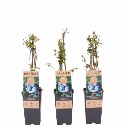 Vaccinium Corymbosum/Amerikanska Blåbär - Brigitta Blue