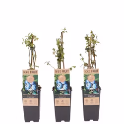 Vaccinium Corymbosum/Amerikanska Blåbär - Brigitta Blue