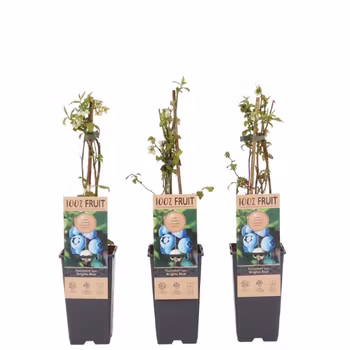 Vaccinium Corymbosum/Amerikanska Blåbär - Brigitta Blue