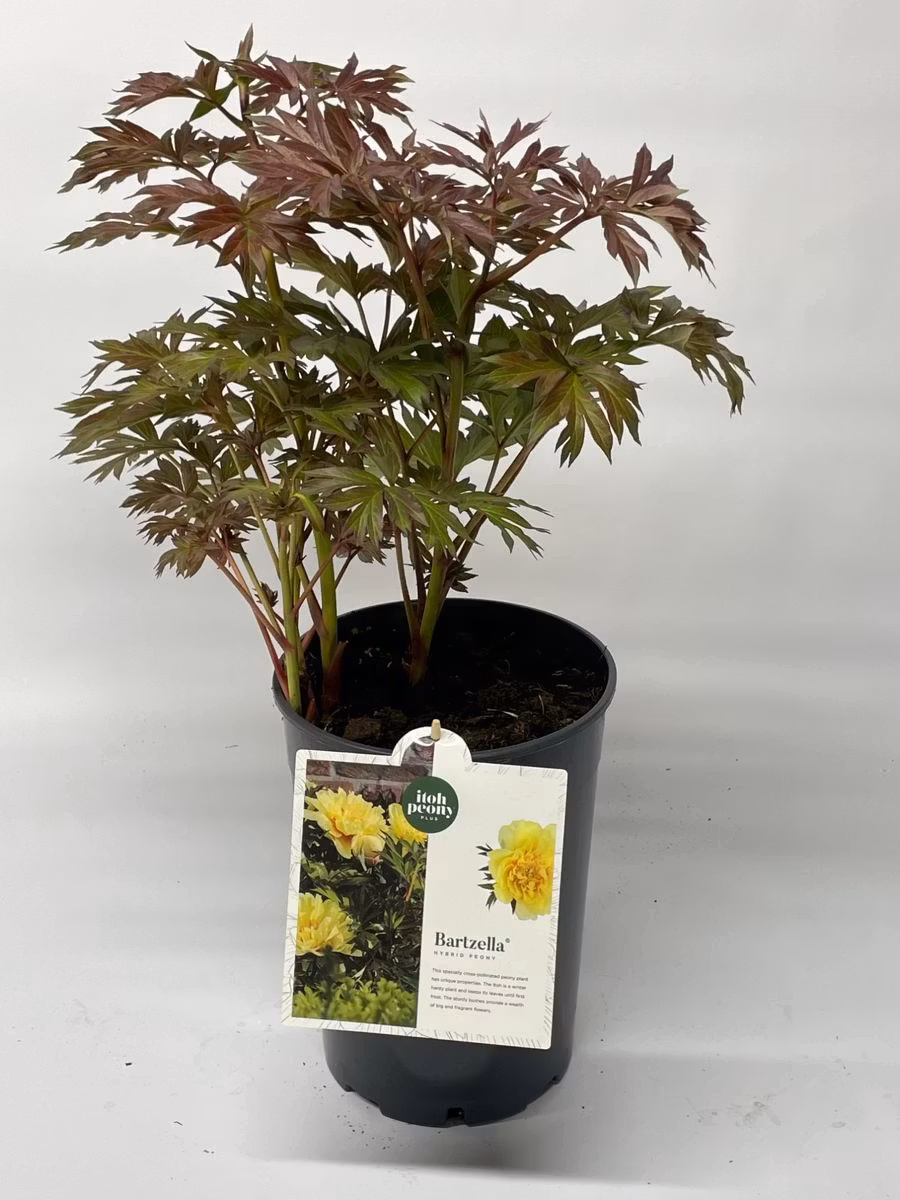 Pion/Paeonia Itoh - Bartzella
