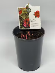 Pion/Paeonia Itoh - Scarlet Heaven