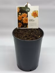 Pion/Paeonia Itoh - Canary Brilliant