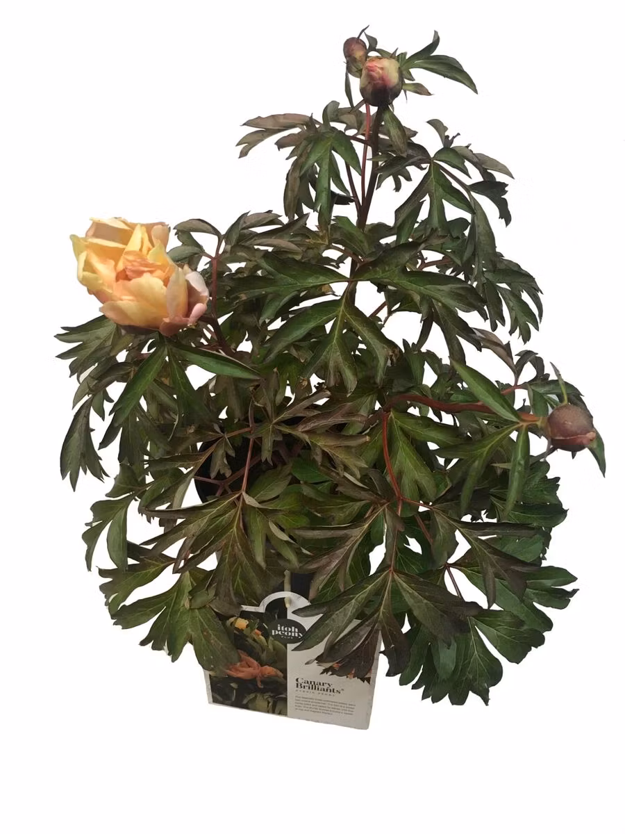Pion/Paeonia Itoh - Canary Brilliant