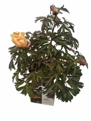 Pion/Paeonia Itoh - Canary Brilliant