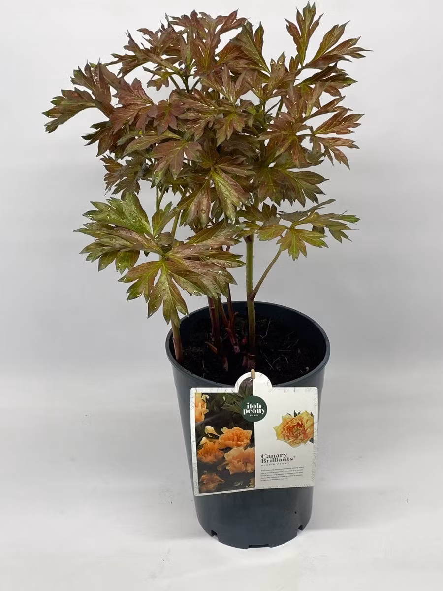 Pion/Paeonia Itoh - Canary Brilliant