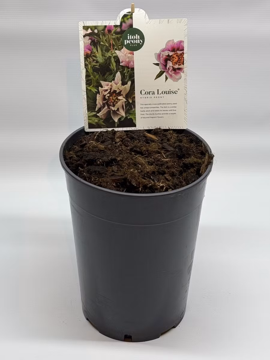Pion/Paeonia Itoh - Cora Louise