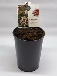 Pion/Paeonia Itoh - Cora Louise