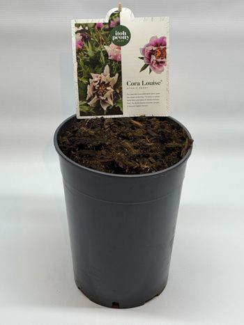 Pion/Paeonia Itoh - Cora Louise