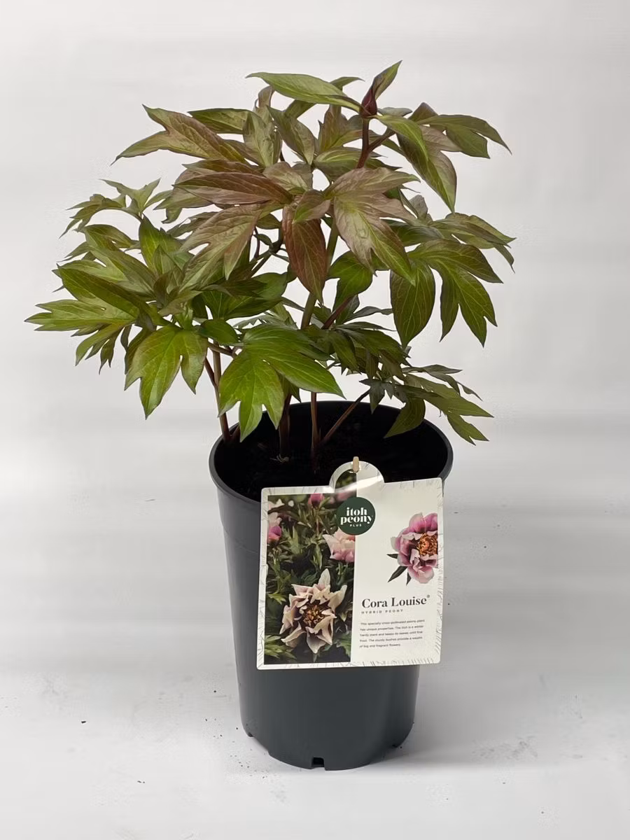 Pion/Paeonia Itoh - Cora Louise