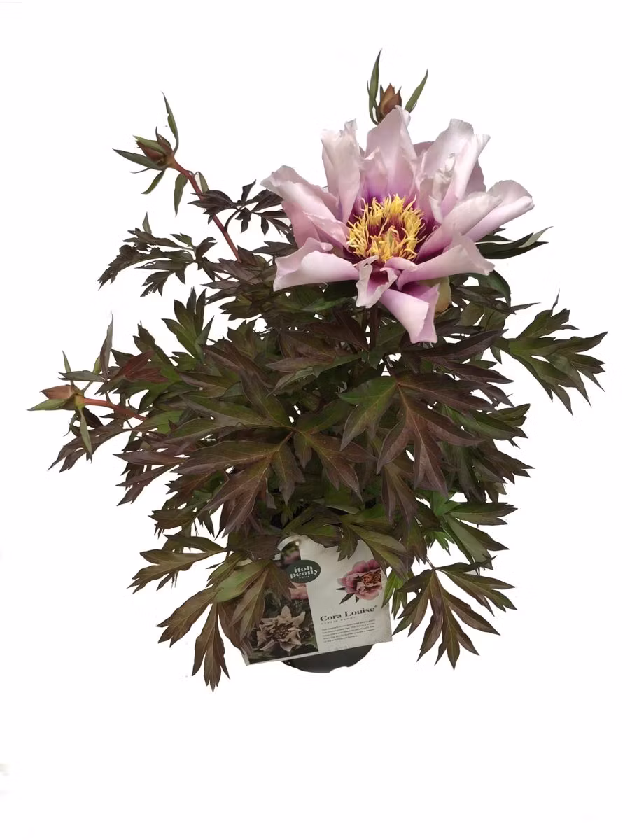 Pion/Paeonia Itoh - Cora Louise