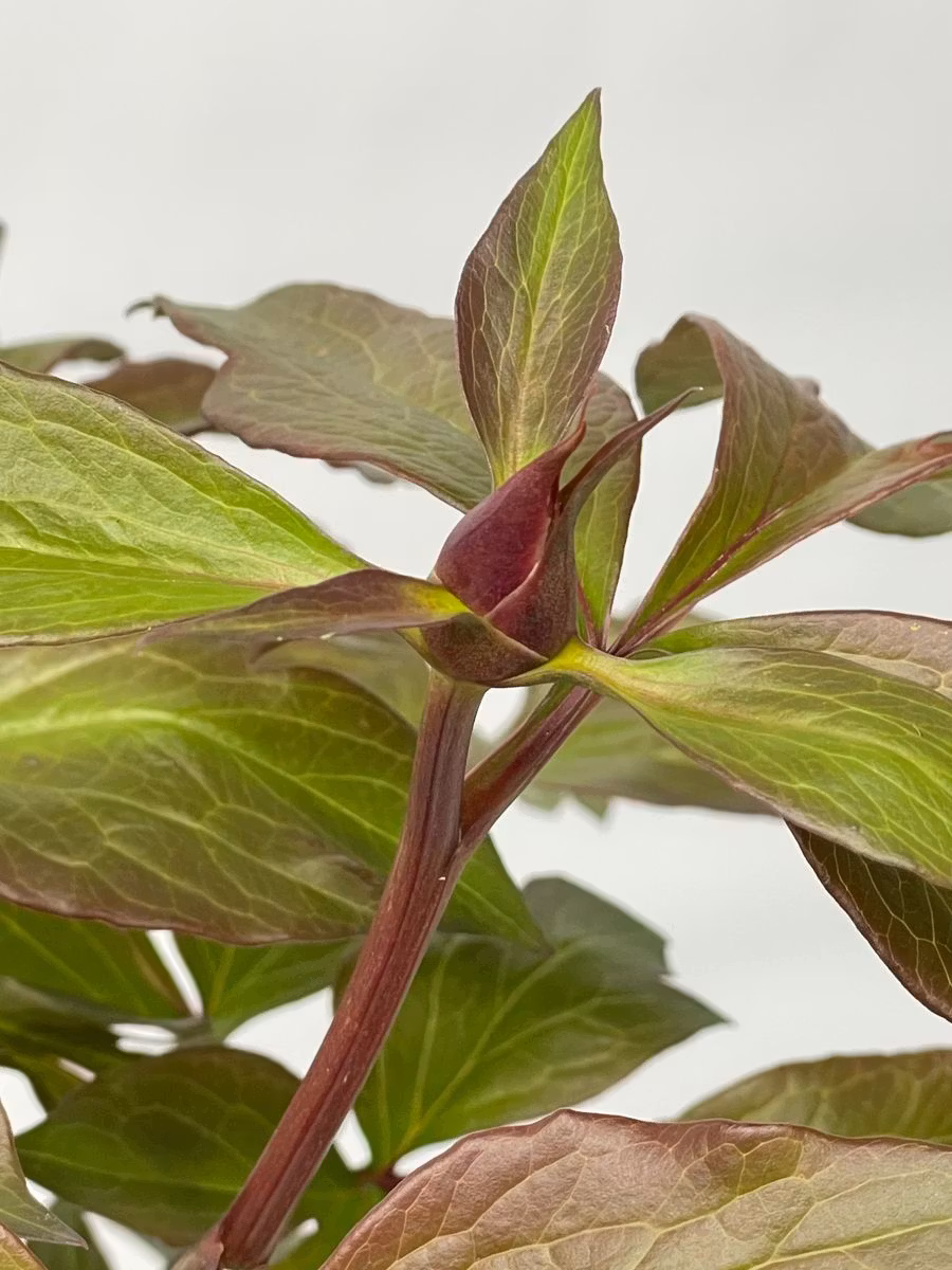 Pion/Paeonia Itoh - Cora Louise