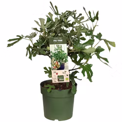 Fikon/ Ficus Carica - Little Miss Figgy