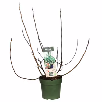 Fikon/ Ficus Carica - Little Miss Figgy