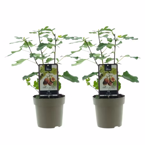 Fikon/ Ficus Carica - Brown Turkey