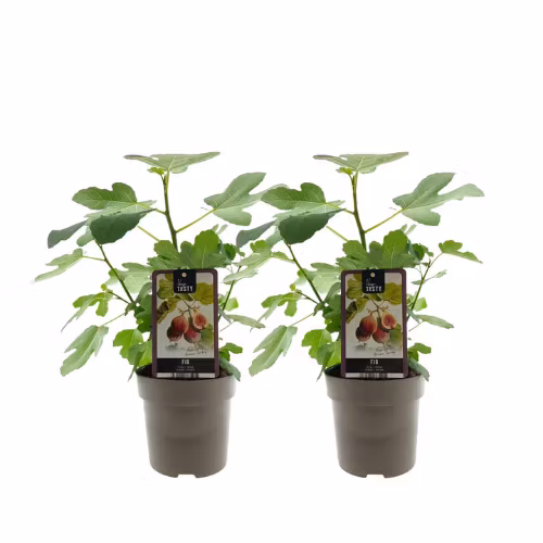 Fikon/ Ficus Carica - Brown Turkey