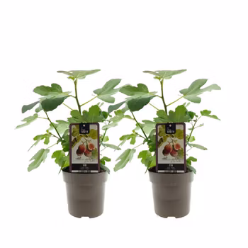 Fikon/ Ficus Carica - Brown Turkey