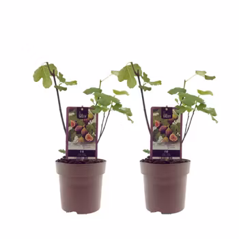 Fikon/ Ficus Carica - Bornholms Diamant