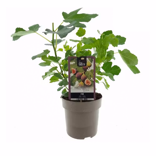 Fikon/ Ficus Carica - Bornholms Diamant