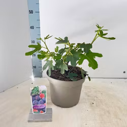 Fikon/Ficus Carica - Rouge De Bordeaux