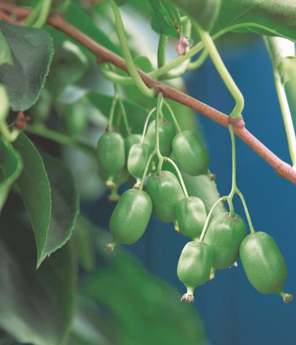Minikiwi/Actinidia Arguta - Issai