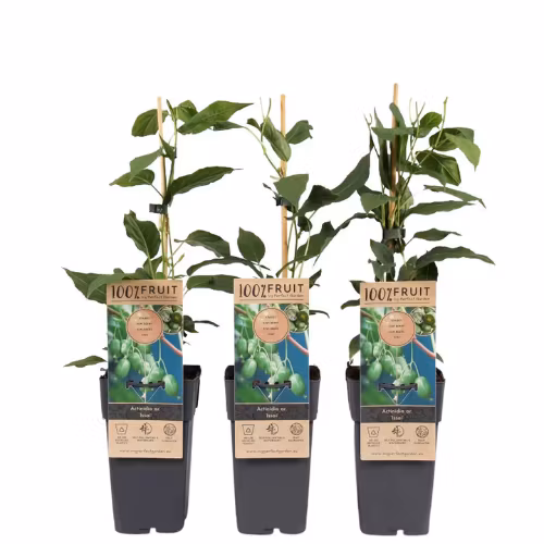 Minikiwi/Actinidia Arguta - Issai