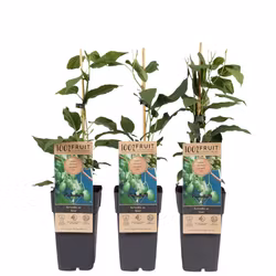 Minikiwi/Actinidia Arguta - Issai