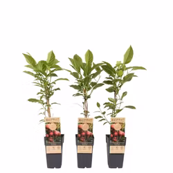 Minikiwi/Actinidia Arguta - Ken's Red