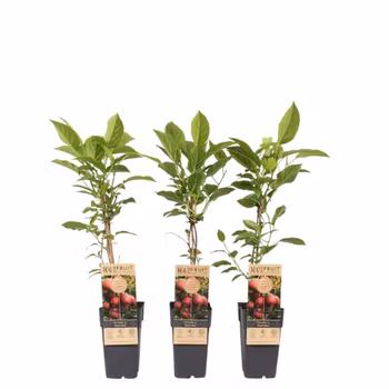 Minikiwi/Actinidia Arguta - Ken's Red