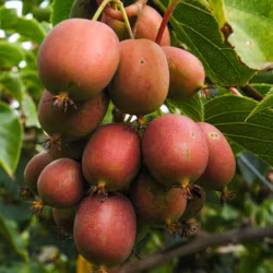 Minikiwi/Actinidia Arguta - Ken's Red