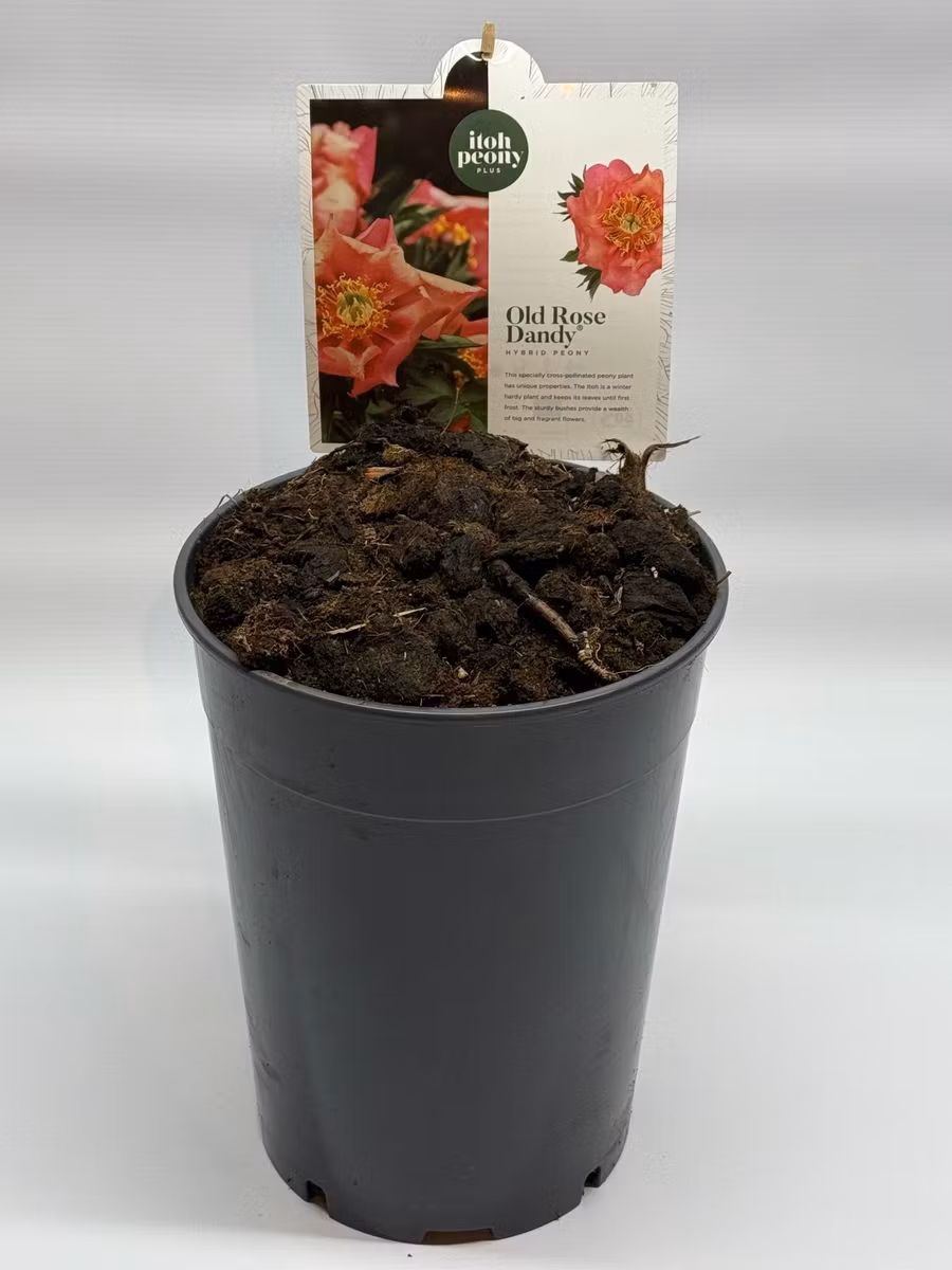 Pion/Paeonia Itoh - Old Rose Dandy
