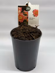 Pion/Paeonia Itoh - Old Rose Dandy