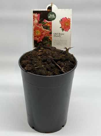 Pion/Paeonia Itoh - Old Rose Dandy